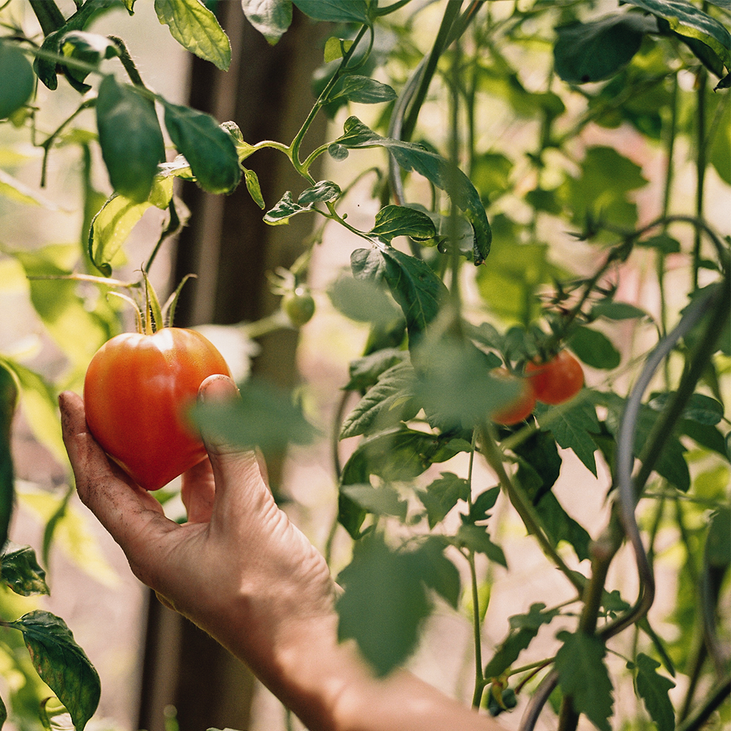 Tomaten spiraal