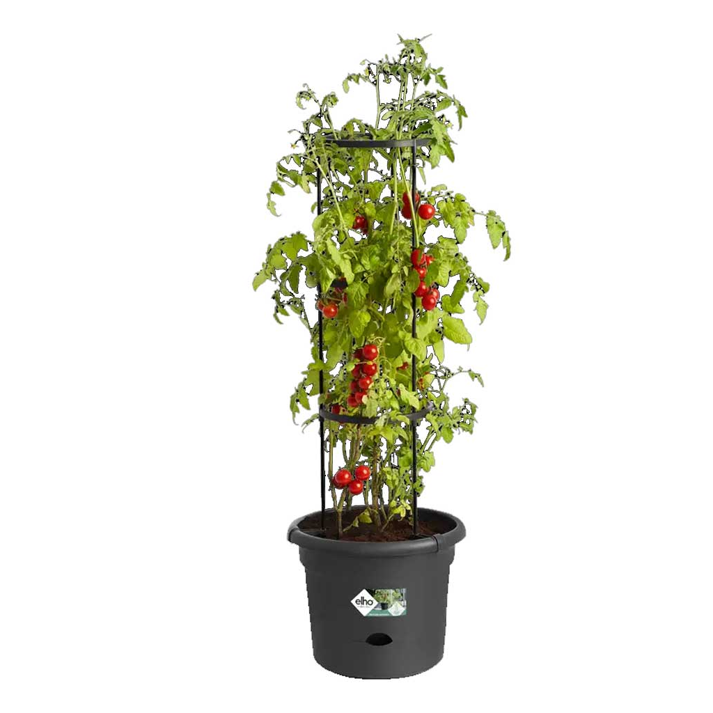 Tomatenpot