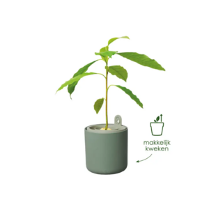 Amazing Avocado Pot