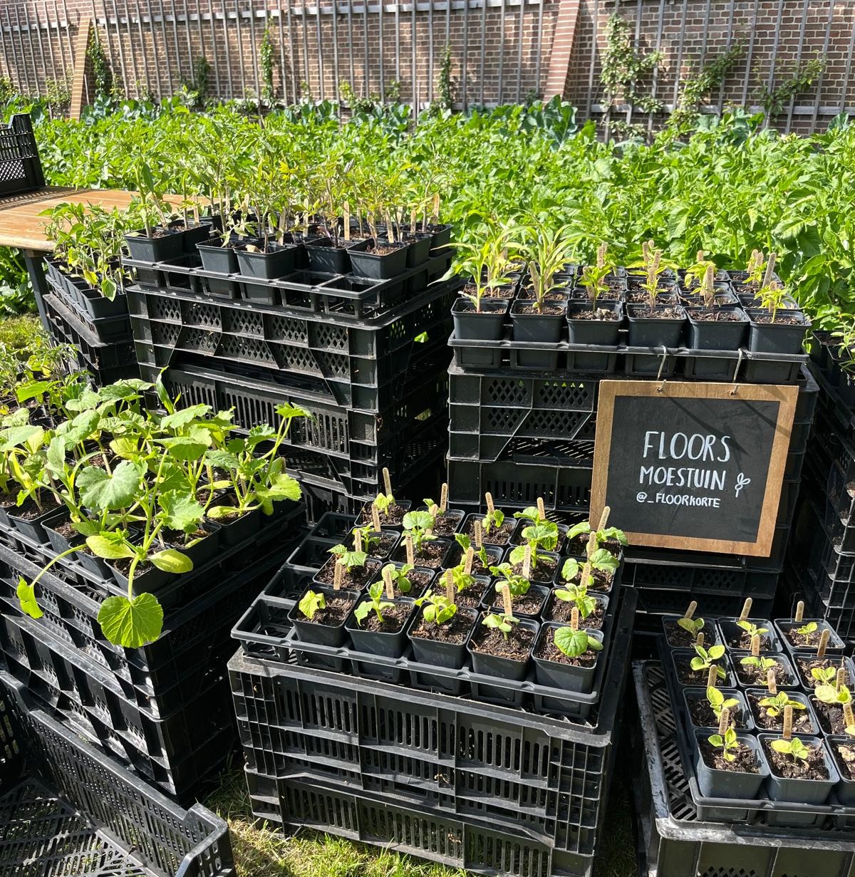 het Groene Plantjesfeest